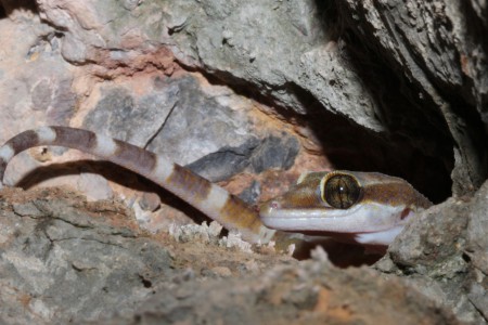 Cyrtodactylus mcdonaldi Chillagoe-Mungana National Park, Queensland, Australia